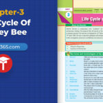 class-10-science-chapter-3-life-cycle