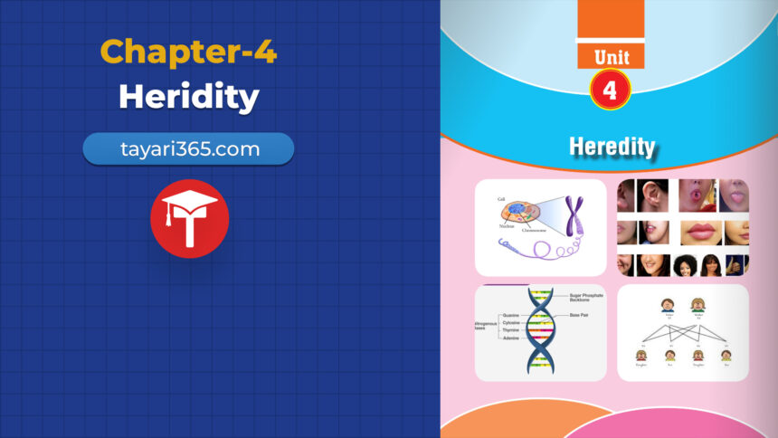 class-10-science-chapter-4-heredity